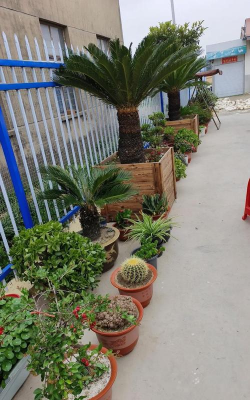 家庭养花用生根粉