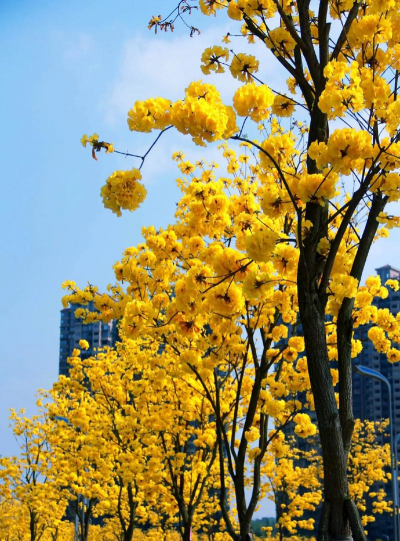 黄花风铃木的花叫什么