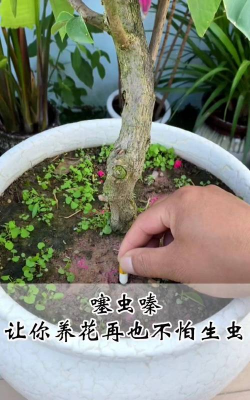 家庭养花用生根粉