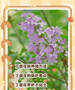 如何养殖丁香