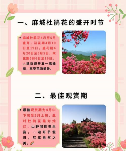 豆娟花什么时候开