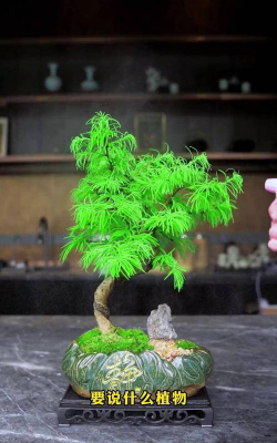 金钱松盆景怎么水