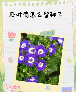 瓜叶菊种子怎么种植