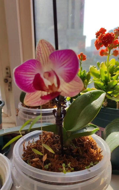 家庭养花用生根粉