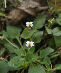 七星莲是什么花