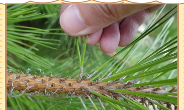 马尾松叶子什么样