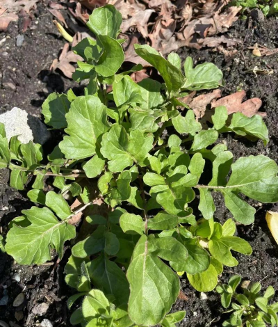 野芝麻菜长什么样子