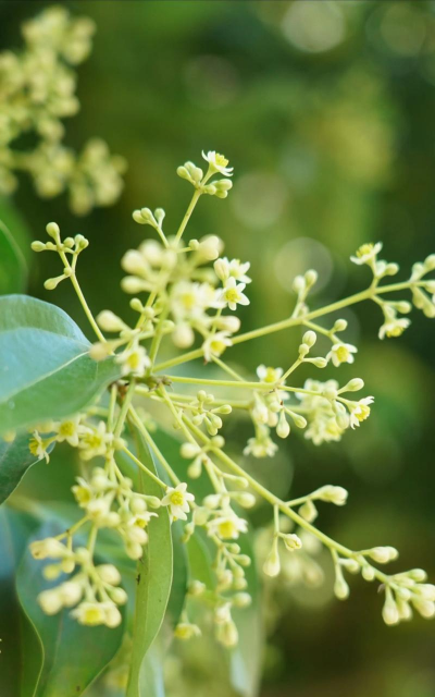 樟树的花叫什么名字