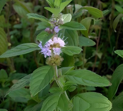唇形科植物的茎是什么