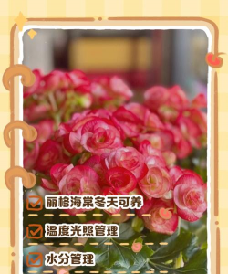 冬季怎么养护丽格海棠