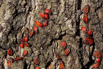 木棉树虫是什么虫