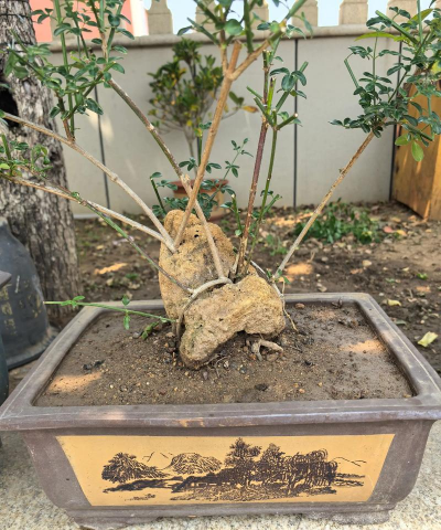 迎春花怎么抱石