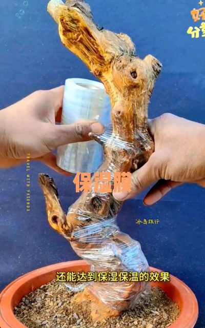 家庭养花用生根粉