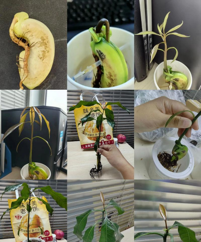 家庭养花用生根粉