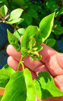 家庭养花用生根粉