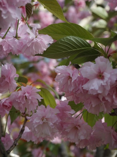 日本晚樱在什么季节开花