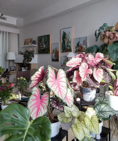 家庭养花用生根粉