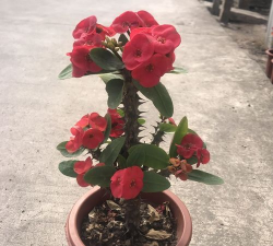 虎刺花冻死怎么办