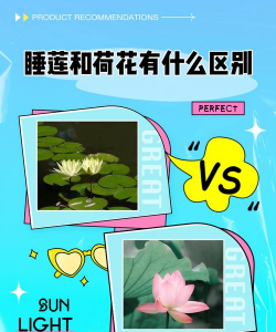 睡莲和睡莲有什么区别