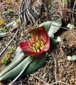 秋水仙是什么科的植物