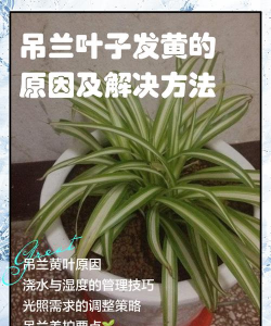 叶吊兰为什么叶黄