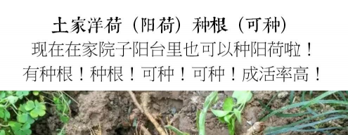 洋荷姜什么时间栽