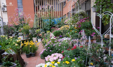 家庭养花用生根粉