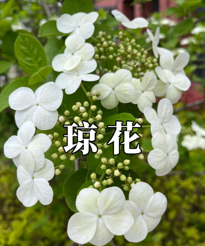 琼花到底是什么花
