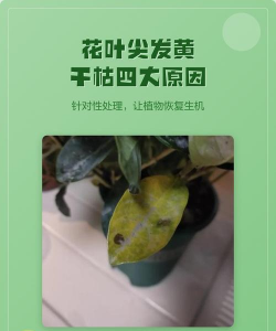 花叶尖发黄怎么回事 花叶尖发黄怎么回事