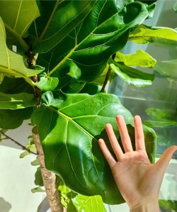 怎么样使花叶绿