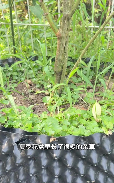 养花长杂草