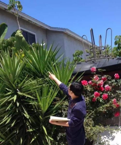 家庭养花用生根粉