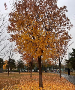 9月份什么树落叶