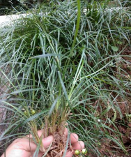 麦冬全草是什么样子