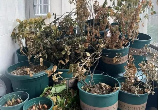 家庭养花用生根粉