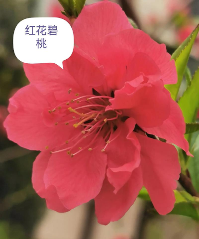 桃属于什么植物