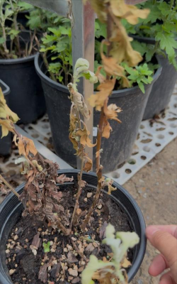 家庭养花用生根粉