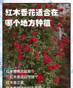 红木香什么时候种植最佳