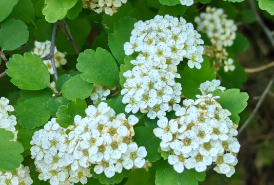 长得像绣线菊的是什么花