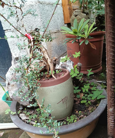 家庭养花用生根粉