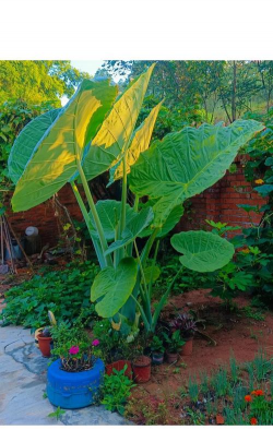 香芋叶子是什么样子