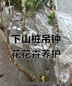 家庭养花用生根粉