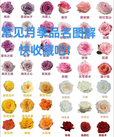 怎么区分月季花品种