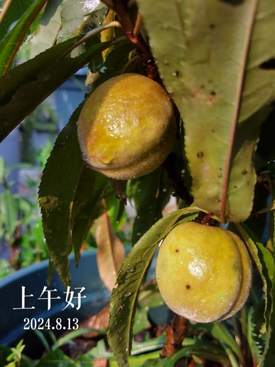 寿星桃有什么用啊