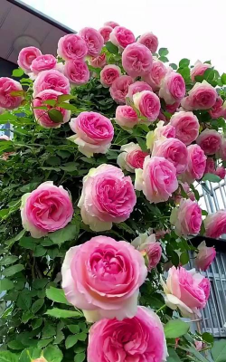 龙沙宝石花语是什么