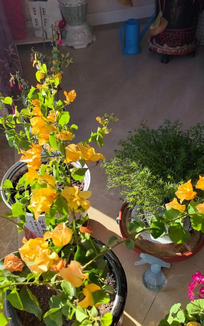 家庭养花用生根粉