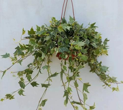 花叶常春藤培育