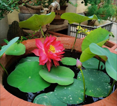 家庭养花用生根粉