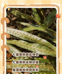 七星植物有什么寓意