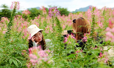 家庭养花用生根粉